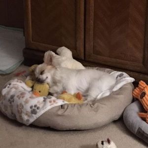 Meet your Posher, Donna